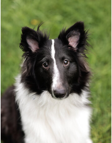 LÉO