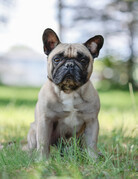 BORIS