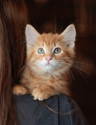 RON