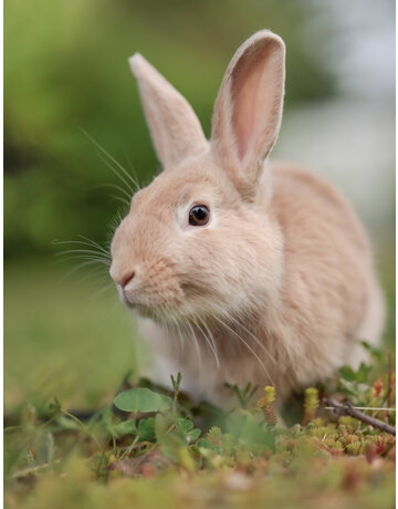PETA
