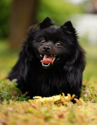 PACO