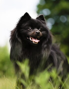 PACO