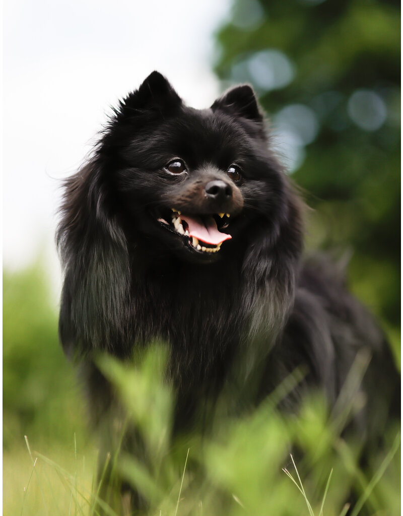 PACO