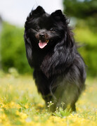 PACO