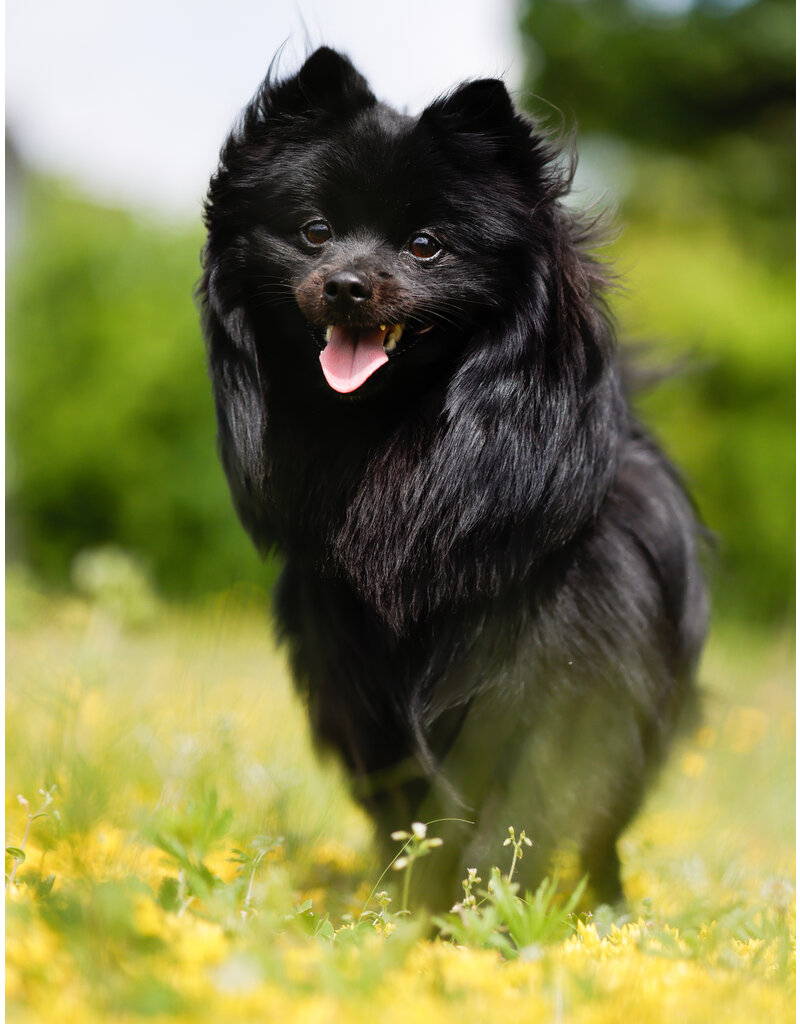 PACO