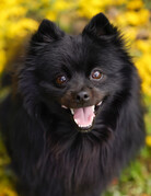 PACO