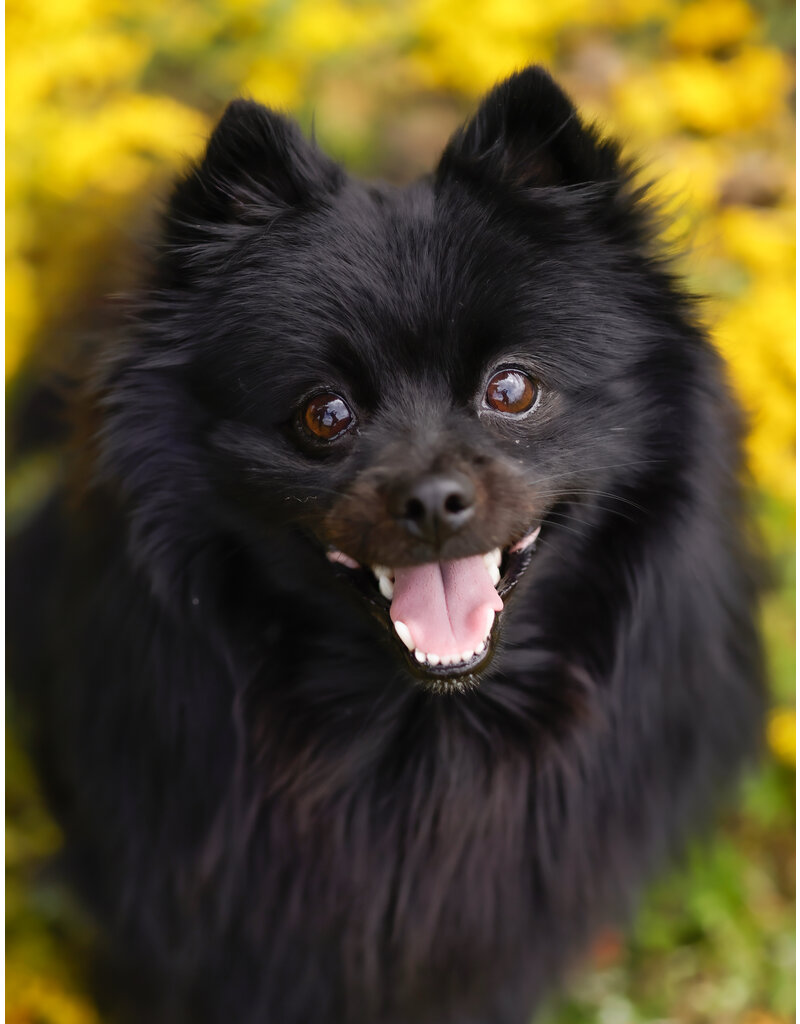 PACO