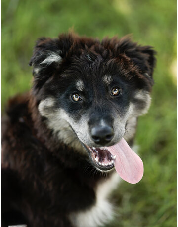 NOVA