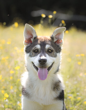NYX (huskyX)