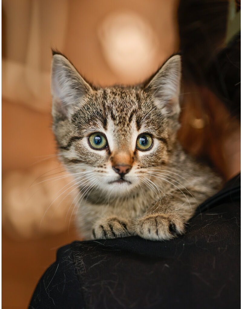 ÉGLANTINE