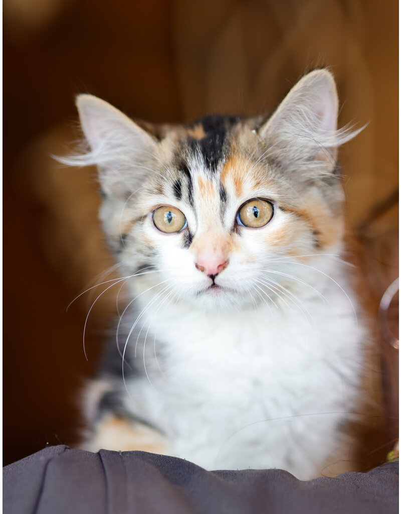BELLA