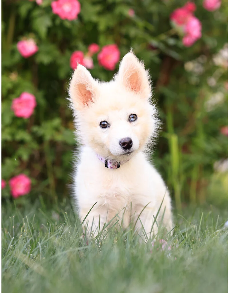 Chiots