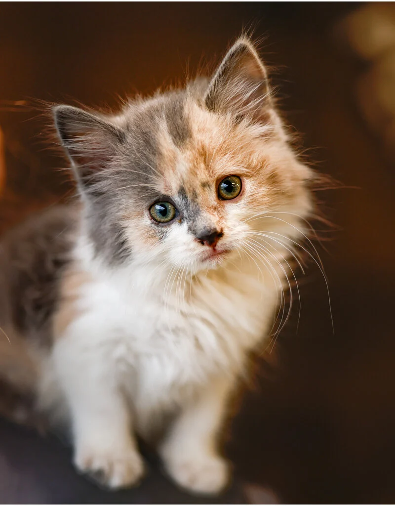 Chatons