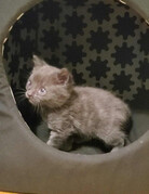 LUCKY (chaton)