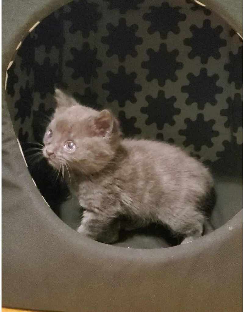 LUCKY (chaton)