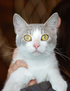 BIBI