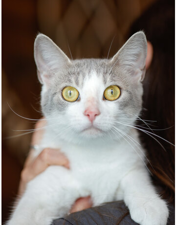 BIBI