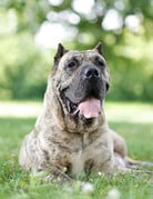 Domaine Animal CENDRILLON
