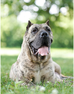 Domaine Animal CENDRILLON