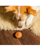 Bosco & Roxy's Bosco & Roxy's citrouille lunette (18)