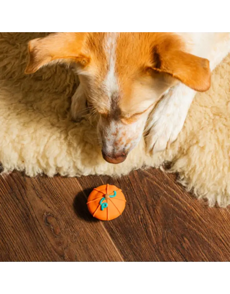 Bosco & Roxy's Bosco & Roxy's citrouille lunette (18)