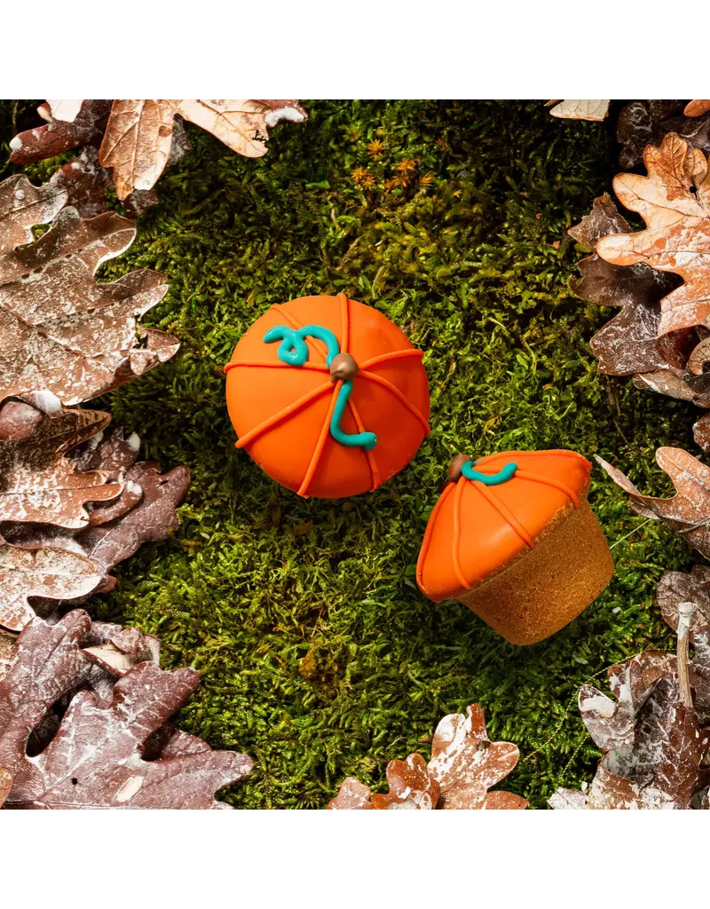 Bosco & Roxy's Bosco & Roxy's citrouille lunette (18)