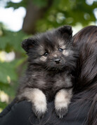 LOUP-ANNE