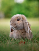 PANPAN
