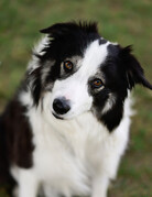 WILSON (Border Collie)