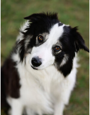 WILSON (Border Collie)