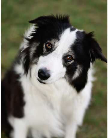 WILSON (Border Collie)