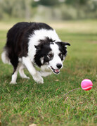 WILSON (Border Collie)