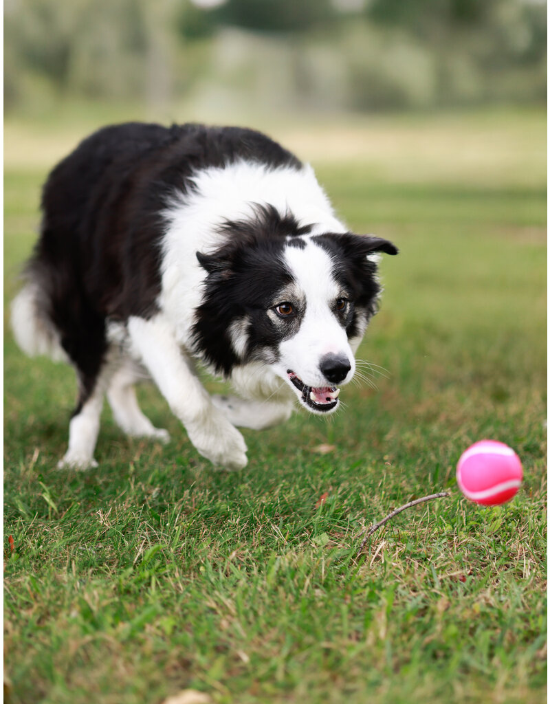 WILSON (Border Collie)