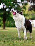 WILSON (Border Collie)