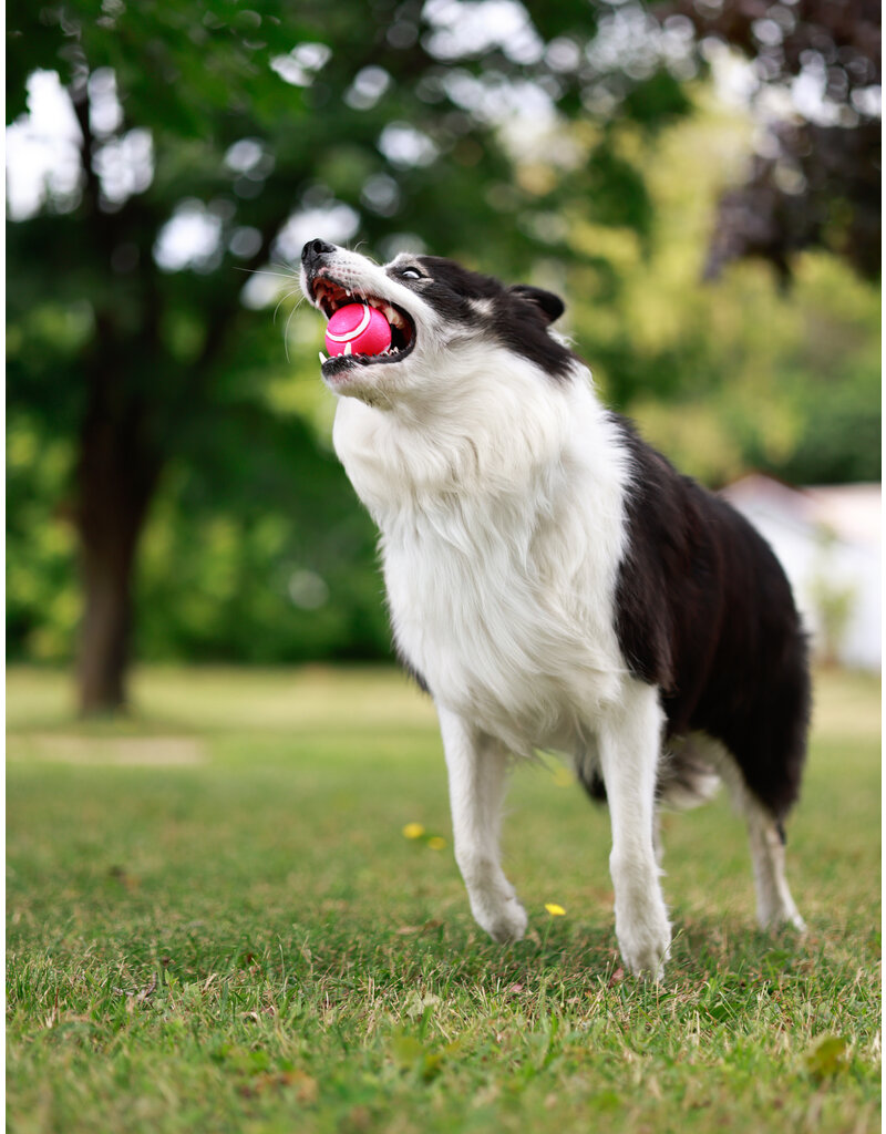WILSON (Border Collie)