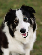 WILSON (Border Collie)