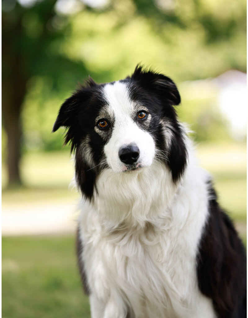 WILSON (Border Collie)