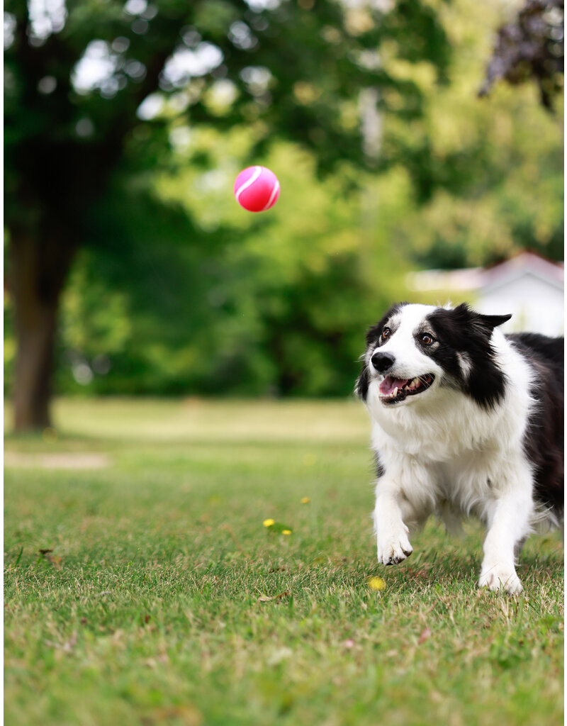 WILSON (Border Collie)