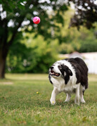 WILSON (Border Collie)