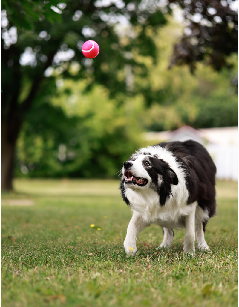 WILSON (Border Collie)