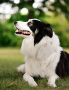 WILSON (Border Collie)