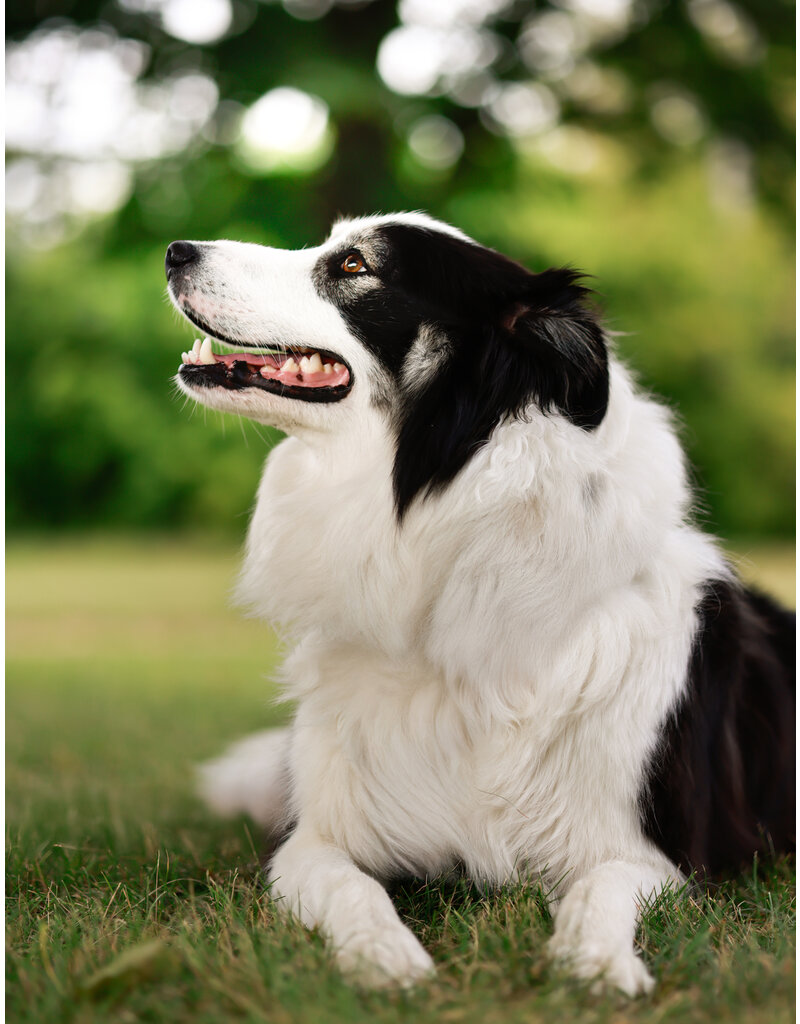 WILSON (Border Collie)