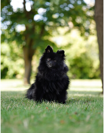 ELVIS