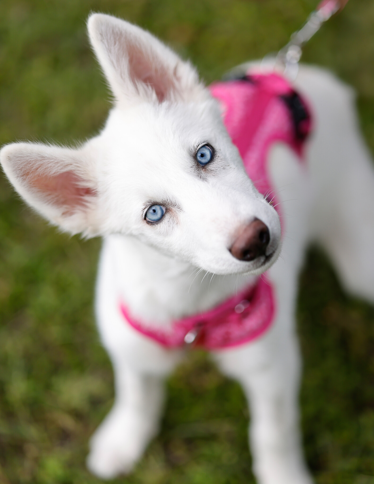 10 messages pour dire adieu à son chien, image size:1583x2048