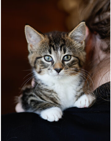 ADÉLA