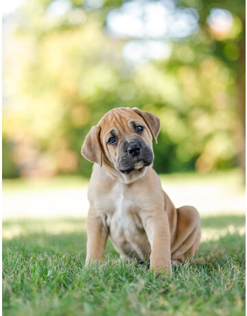 GUS