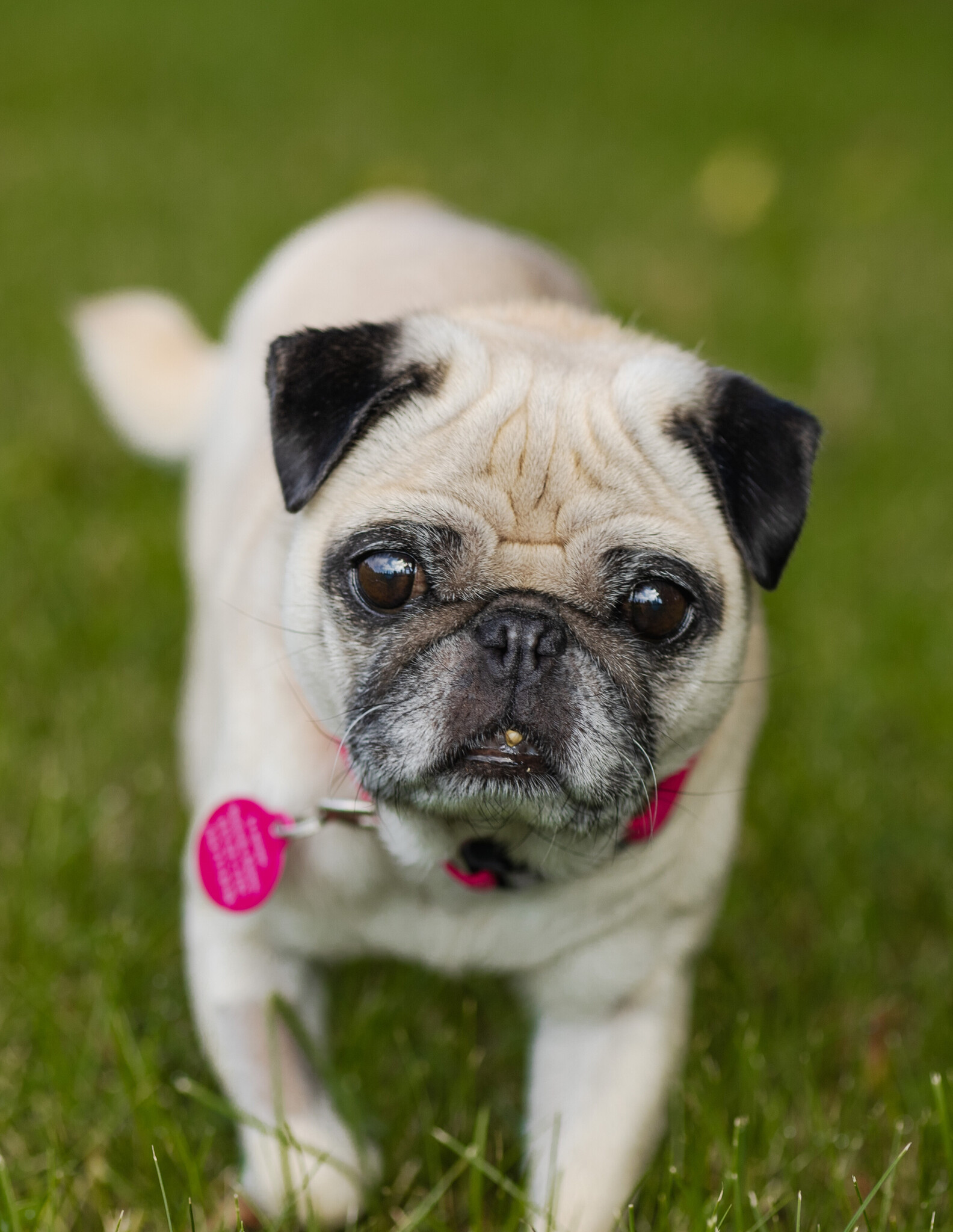 Chien Chanceux Violet