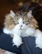 LECHAT