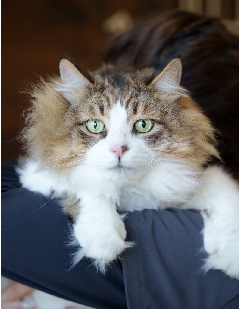 LECHAT