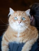 ULI